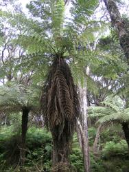 Cyathea dealbata.  Mature plants, some lacking dead fronds and one with an unusual skirt of dead fronds.
 Image: L.R. Perrie © Leon Perrie 2006 CC BY-NC 3.0 NZ